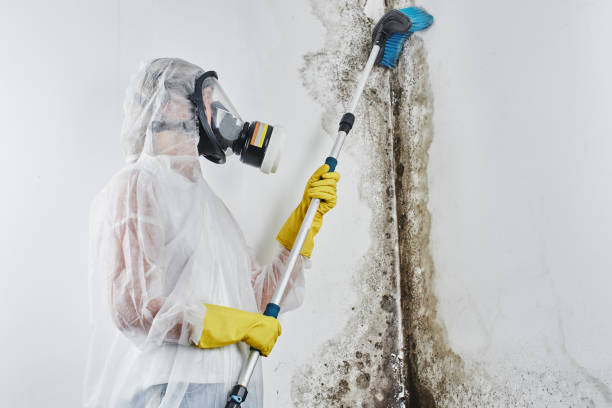 Trusted Kellyville, OK Mold Removal Experts
