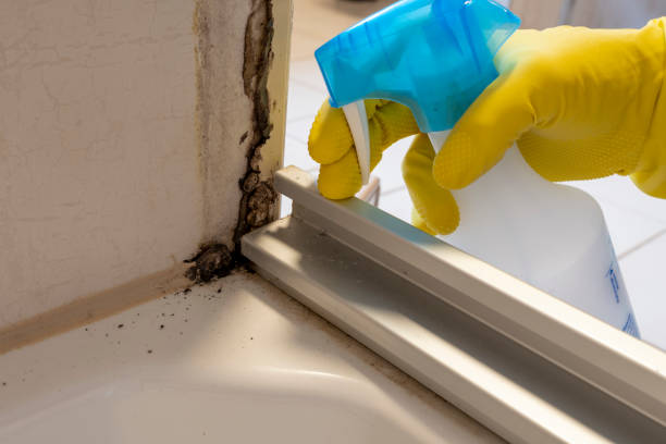 Reliable Kellyville, OK Mold Removal Solutions