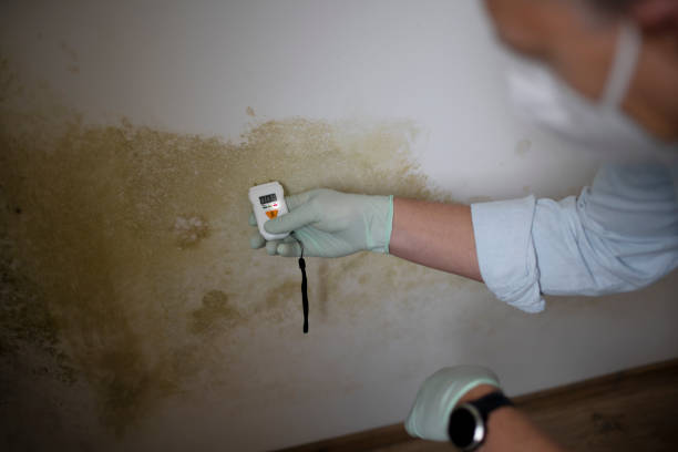 Best Best Mold Removal Companies  in Kellyville, OK