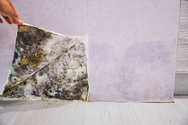 Best Certified Mold Removal  in Kellyville, OK